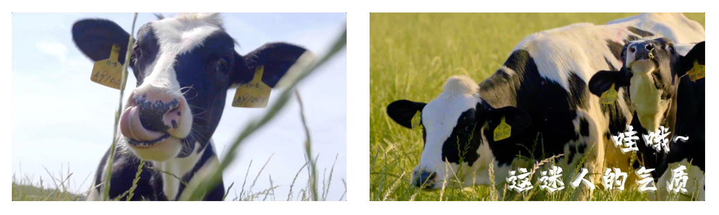 花花牛丨每天一杯奶，幸福健康喝出來(lái)！！！