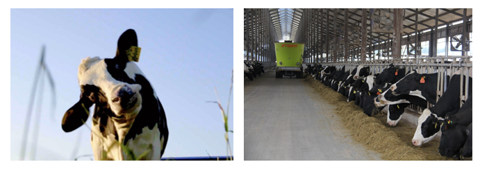 花花牛丨每天一杯奶，幸福健康喝出來(lái)！！！