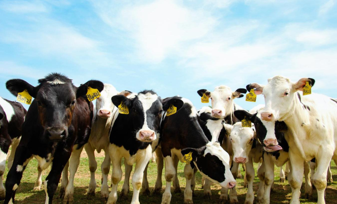 北京大學南南合作與發展學院教授、全球伙伴關系主任周詠梅一行蒞臨花花牛平輿瑞亞牧業參觀調研 北京大學南南合作與發展學院教授、全球伙伴關系主任周詠梅一行蒞臨花花牛平輿瑞亞牧業參觀調研