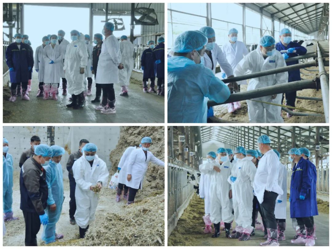 花花牛丨國(guó)家奶牛產(chǎn)業(yè)技術(shù)體系首席科學(xué)家、中國(guó)農(nóng)業(yè)大學(xué)教授李勝利一行蒞臨花花牛魯山瑞亞參觀調(diào)研 花花牛丨國(guó)家奶牛產(chǎn)業(yè)技術(shù)體系首席科學(xué)家、中國(guó)農(nóng)業(yè)大學(xué)教授李勝利一行蒞臨花花牛魯山瑞亞參觀調(diào)研