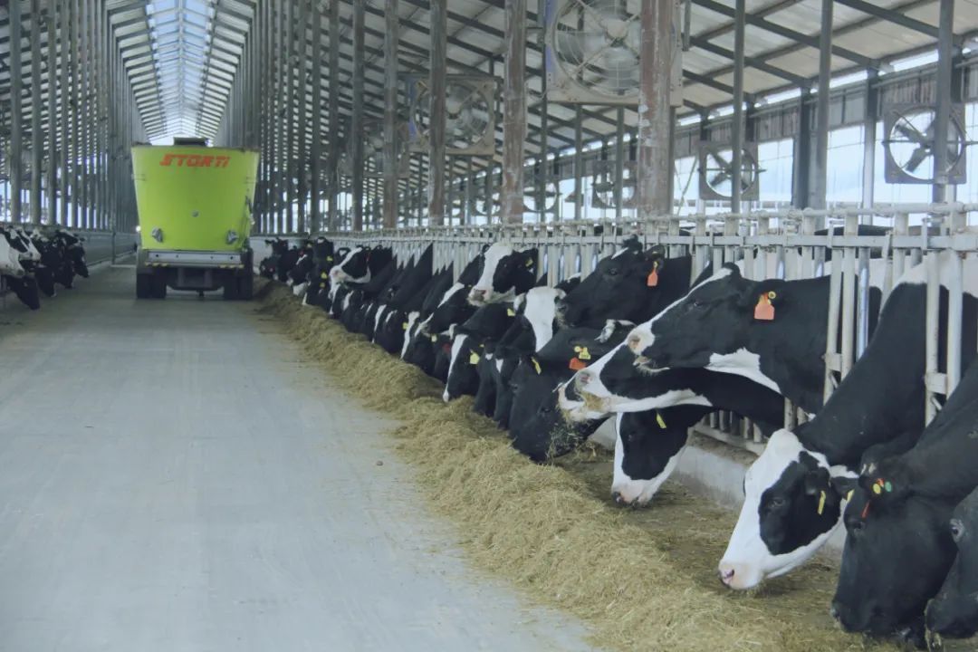 花花牛丨國(guó)家奶牛產(chǎn)業(yè)技術(shù)體系首席科學(xué)家、中國(guó)農(nóng)業(yè)大學(xué)教授李勝利一行蒞臨花花牛魯山瑞亞參觀調(diào)研 花花牛丨國(guó)家奶牛產(chǎn)業(yè)技術(shù)體系首席科學(xué)家、中國(guó)農(nóng)業(yè)大學(xué)教授李勝利一行蒞臨花花牛魯山瑞亞參觀調(diào)研