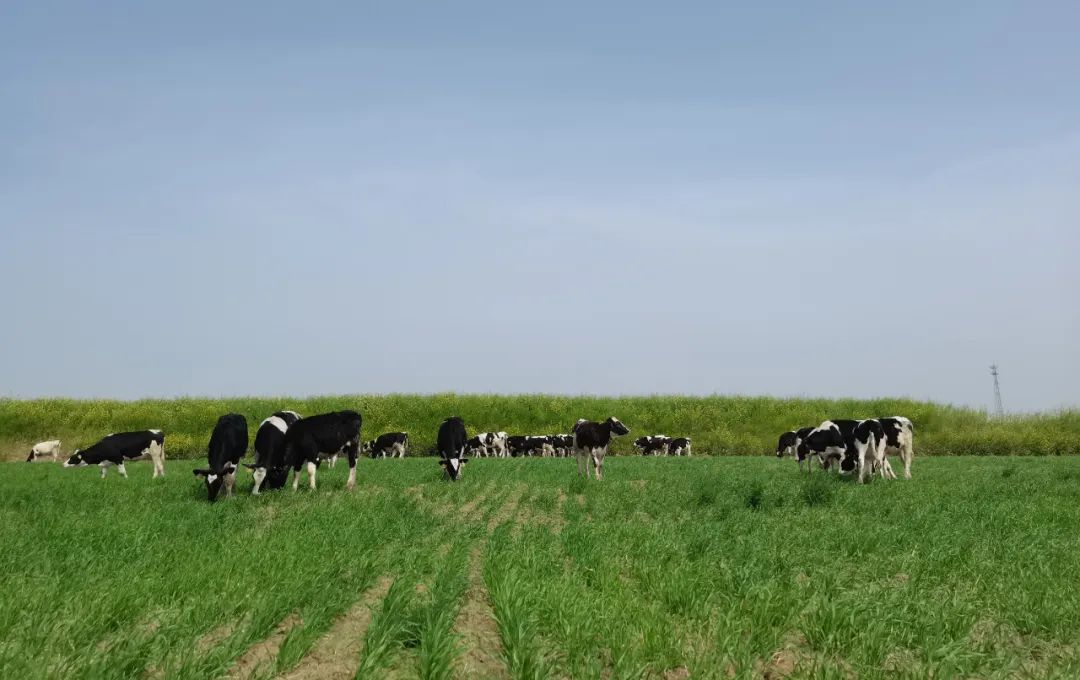 繼往開來 · 再創輝煌 | 花花牛乳業集團召開9月營銷、養殖及飼料月度經營工作會議 繼往開來 · 再創輝煌 | 花花牛乳業集團召開9月營銷、養殖及飼料月度經營工作會議