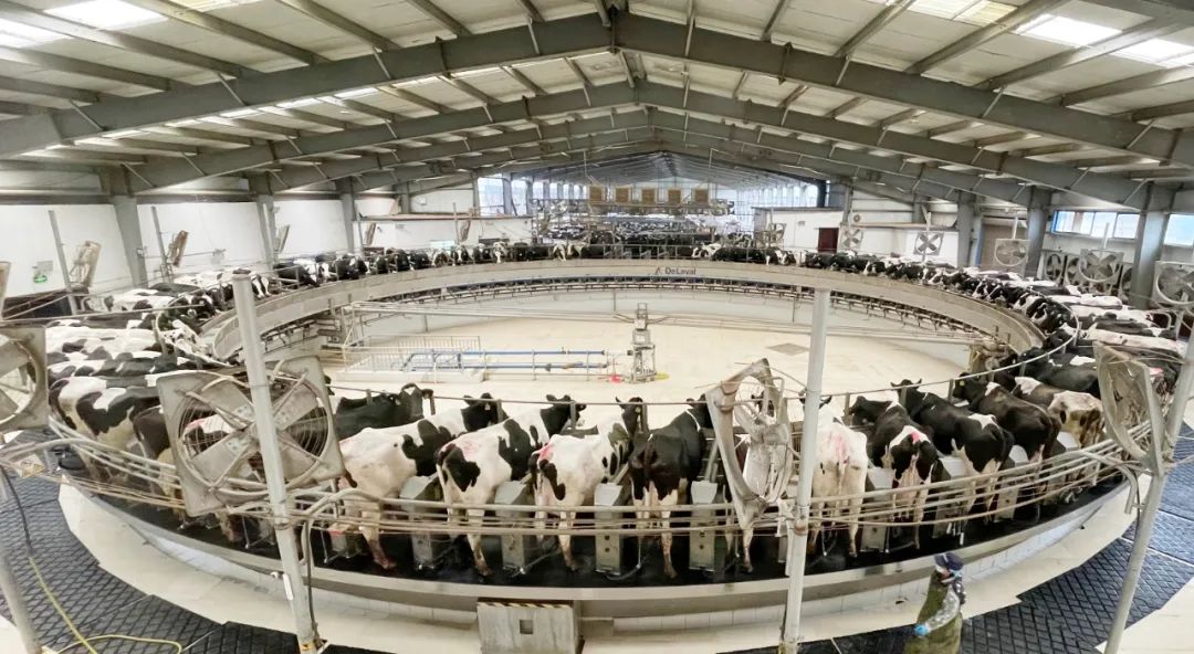 凝心聚力·贏創(chuàng)未來 | 花花牛乳業(yè)集團召開營銷、養(yǎng)殖及飼料經(jīng)營工作會議