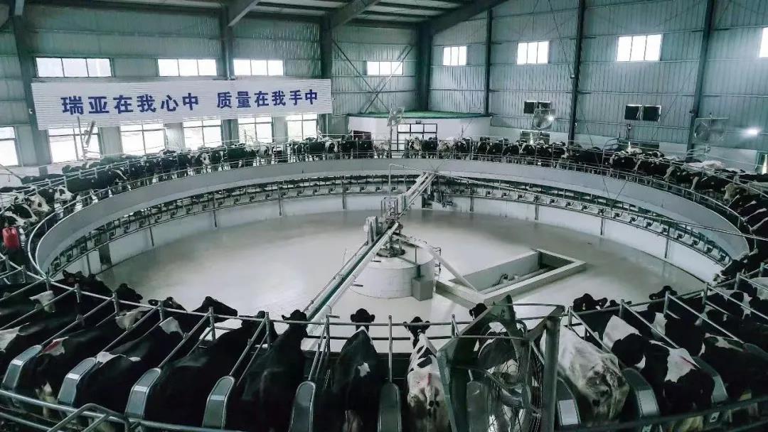 快訊 | 駐馬店市委副書記、市長李躍勇一行蒞臨花花牛乳業集團平輿瑞亞牧場調研