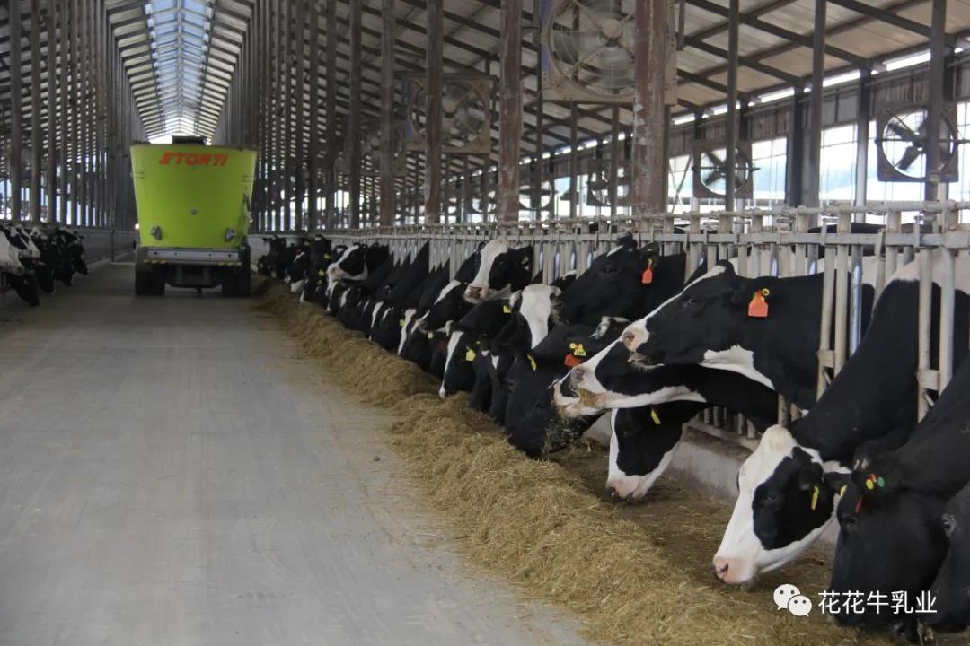 快訊 | 鄭州市人大常委會主任胡荃蒞臨河南瑞亞牧業調研 快訊 | 鄭州市人大常委會主任胡荃蒞臨河南瑞亞牧業調研