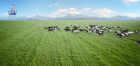 榮譽 | “百家牛場青貯質量評鑒活動”花花牛新蔡瑞亞牧業(yè)、河南合源乳業(yè)分別榮獲一、三等獎