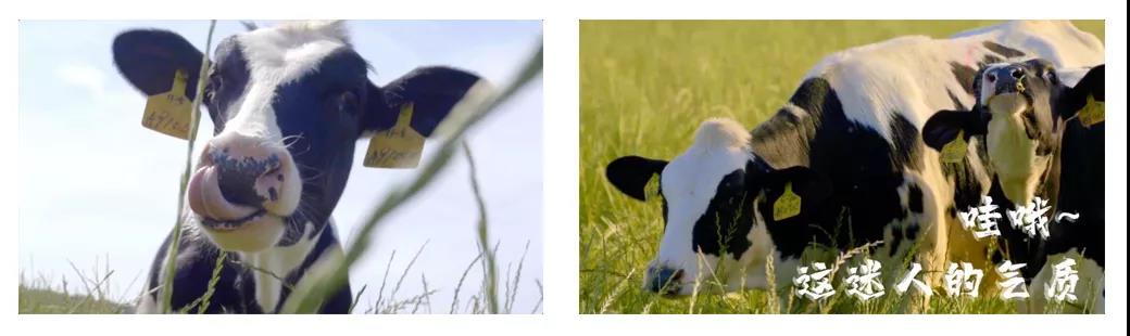 榮譽 | 2019年度河南省美麗牧場名單新鮮出爐 花花牛乳業集團旗下六個牧場榜上有名